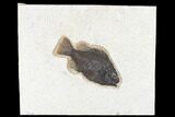 Fossil Fish (Cockerellites) - Green River Formation #172939-1
